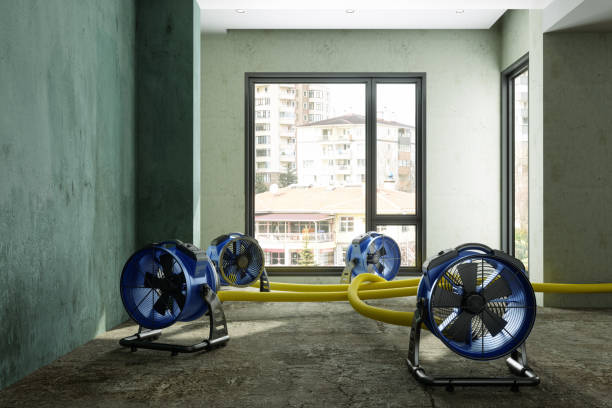 Best Basement water damage restoration  in Logansport, LA